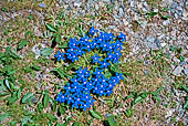 Salita verso il Passo dei Salati tra la Valsesia e la Valle del Lys (2.950 metri slm). Genzianella di primavera (Gentiana verna), 